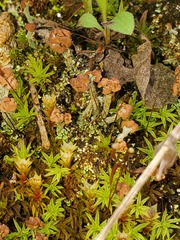 Cladonia subcariosa