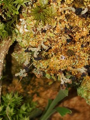 Cladonia subcariosa