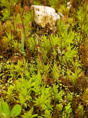Cladonia subcariosa
