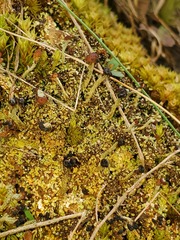 Cladonia subcariosa