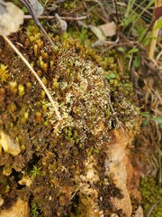 Cladonia subcariosa