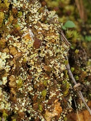 Cladonia subcariosa
