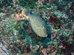 Orangeside Triggerfish photo 2