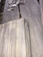 Lystridea