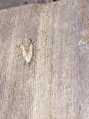 Lystridea
