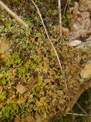 Cladonia subcariosa