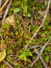 Cladonia subcariosa