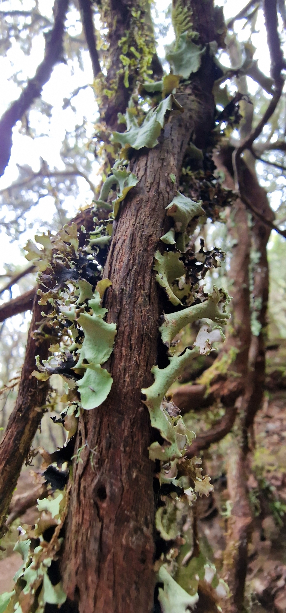 Parmotrema robustum