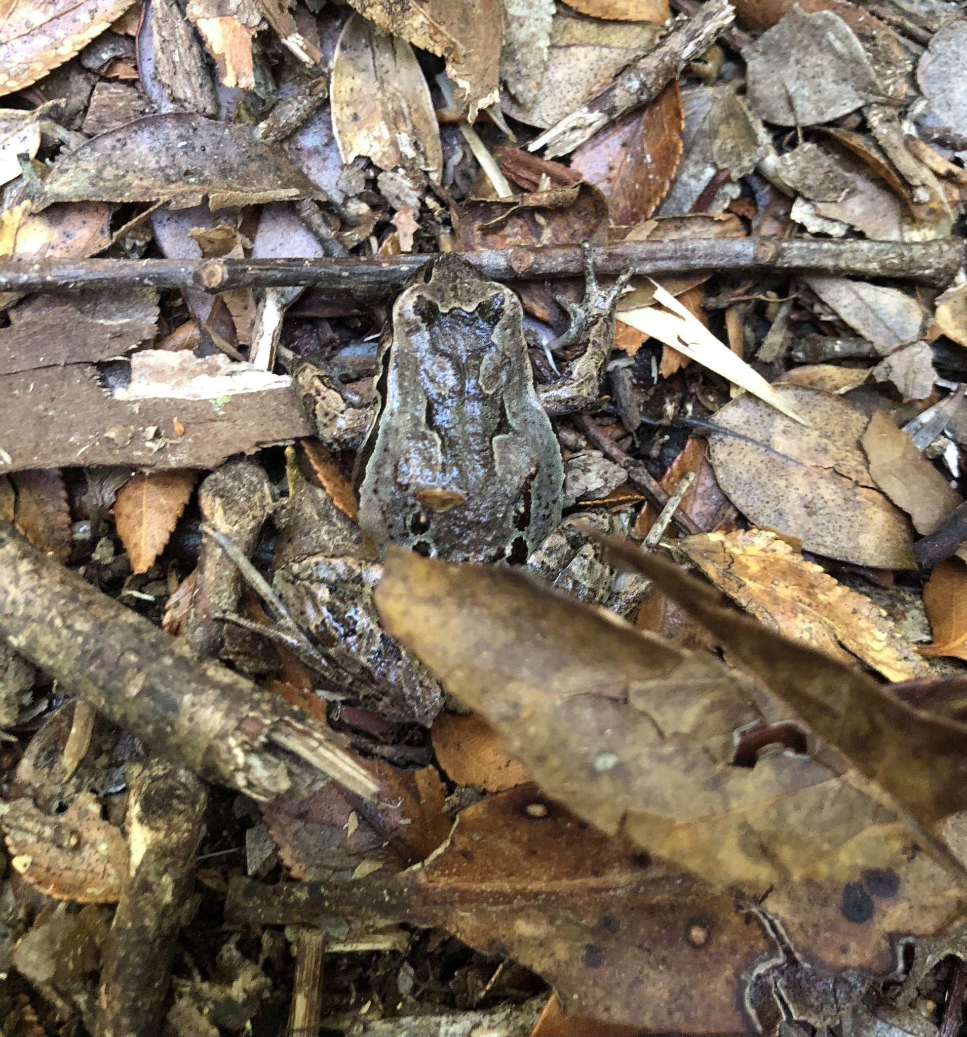 Eupsophus calcaratus (Günther, 1881)