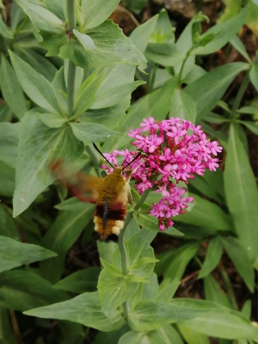 Hemaris fuciformis