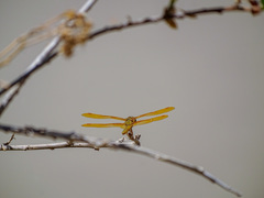 Perithemis intensa
