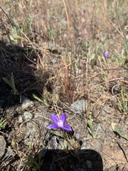 Brodiaea stellaris