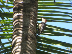 Melanerpes superciliaris