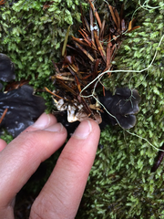 Peltigera neopolydactyla