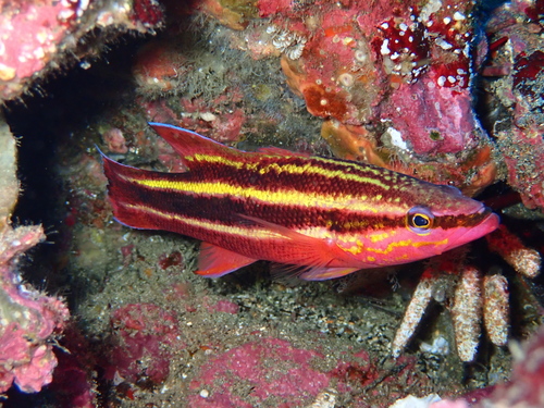 Rainbow basslet (Liopropoma fasciatum) — Serranidae — 3