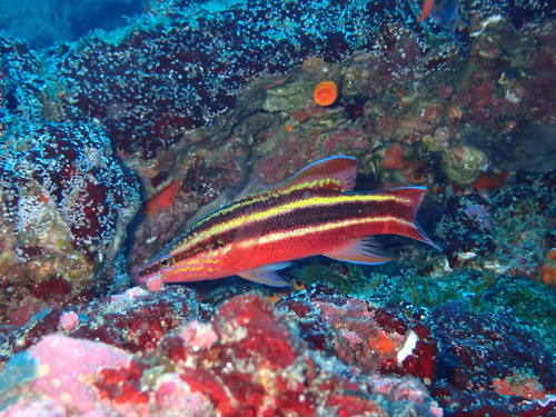 Rainbow basslet (Liopropoma fasciatum) — Serranidae — 2