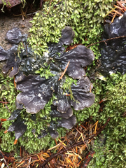 Peltigera neopolydactyla
