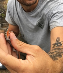 Aspidoscelis hyperythrus