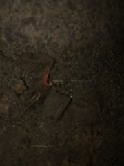 Microphotus angustus