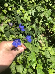 Delphinium alabamicum