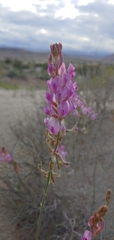 Astragalus coltonii