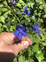 Delphinium alabamicum