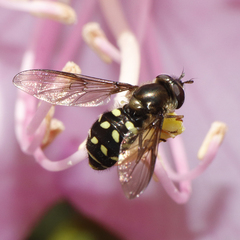 Dasysyrphus intrudens