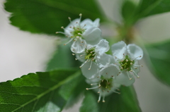 Crataegus gaylussacia