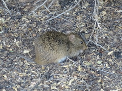 Sigmodon arizonae