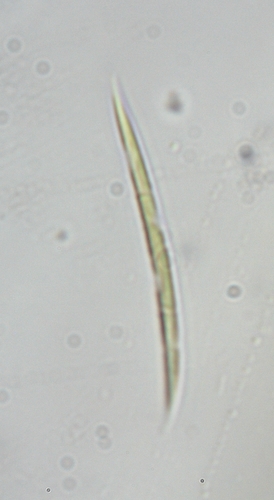 Monoraphidium