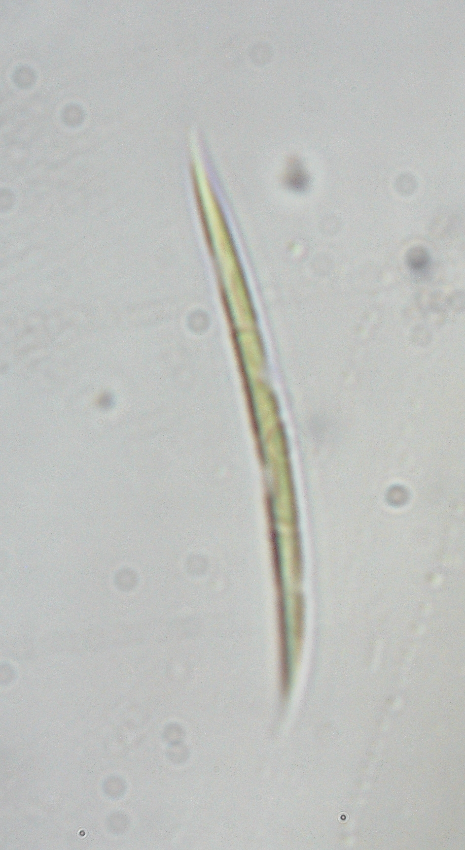 Monoraphidium