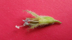 Jacquemontia bracteosa