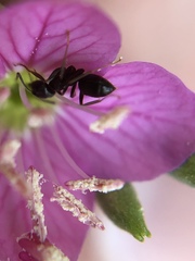 Formicidae