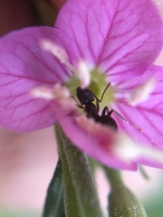 Formicidae
