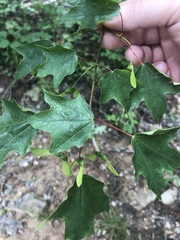Acer leucoderme