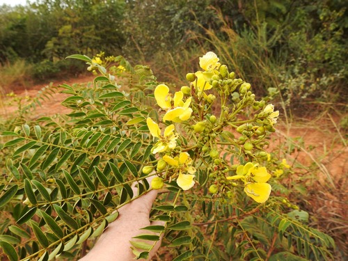 eared senna