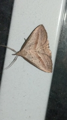 Macrochilo hypocritalis