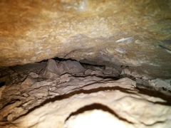 Bogertophis subocularis