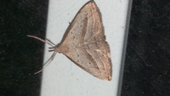 Macrochilo hypocritalis