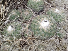 Coryphantha pseudoradians
