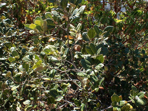 Image of Quercus alnifolia by (c) Louis Aureglia, some rights reserved (CC BY)