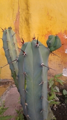 Myrtillocactus
