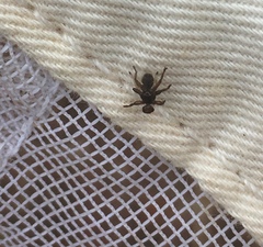 Lipoptena depressa