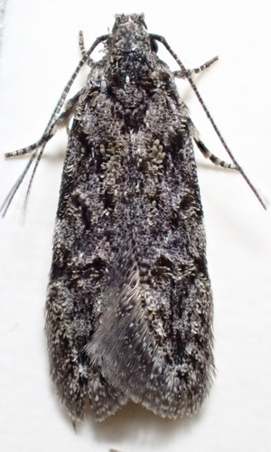 Xenolechia ontariensis photo 4
