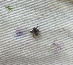 Lipoptena depressa