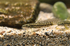 Plesiomyzon baotingensis