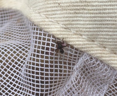 Lipoptena depressa