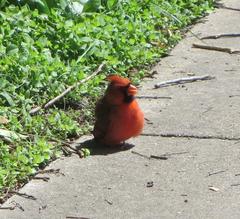 Cardinalis cardinalis