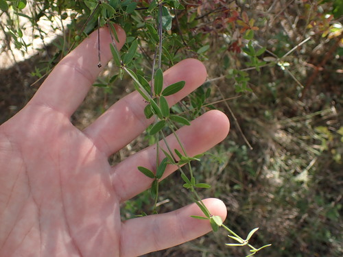 Image of Rubia tenuifolia by (c) Louis Aureglia, some rights reserved (CC BY)