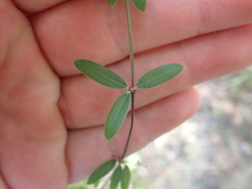 Image of Rubia tenuifolia by (c) Louis Aureglia, some rights reserved (CC BY)
